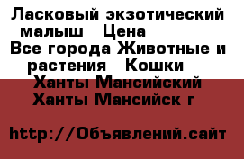 Ласковый экзотический малыш › Цена ­ 25 000 - Все города Животные и растения » Кошки   . Ханты-Мансийский,Ханты-Мансийск г.
